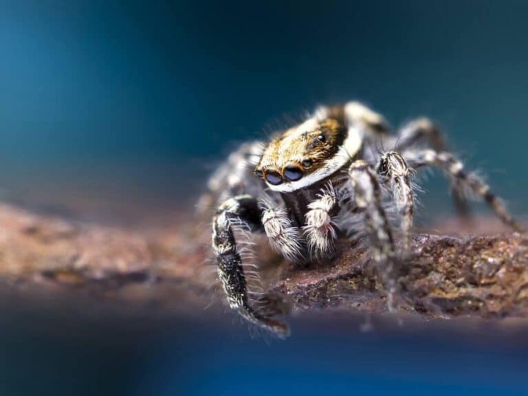 Tippek makrofotózáshoz a természetben